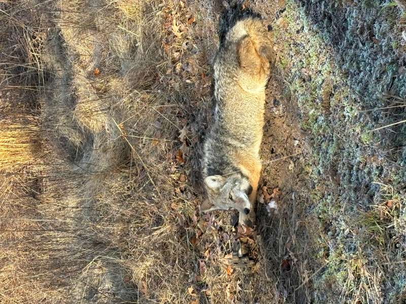 Name: coyote 2.jpg
Views: 348
Size: 130.91 KB
ID: 28359 coyote 2.jpg